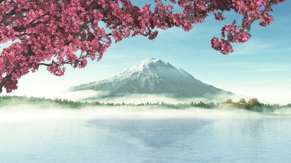 Сакура обои