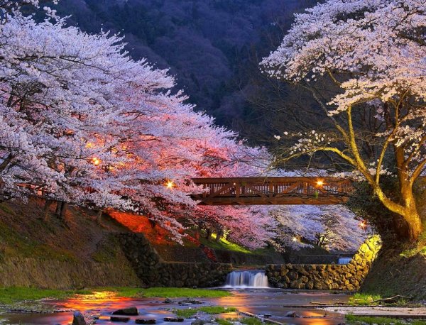 Сад Сакуры в Японии