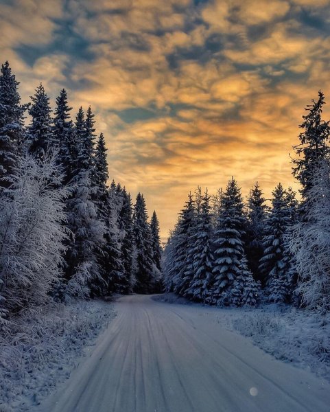 Красивый зимний лес