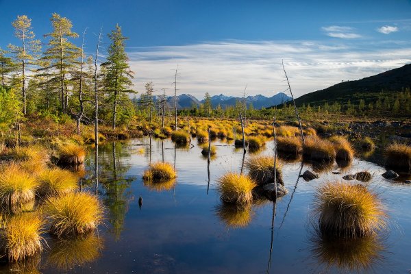 Магадан лесотундра природа