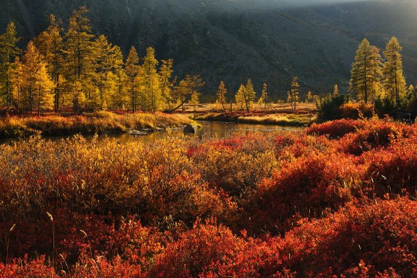 Магаданская область осень зима лес