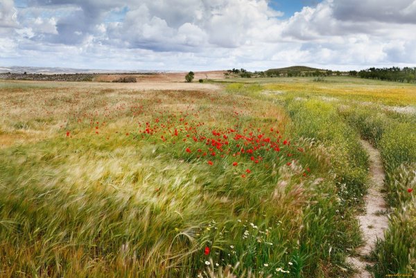 Ковыльная степь Воронежской области