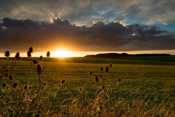 Рассвет в поле