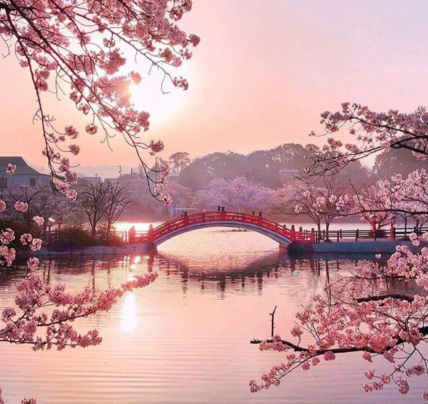 Корейские каменные мосты Сакура