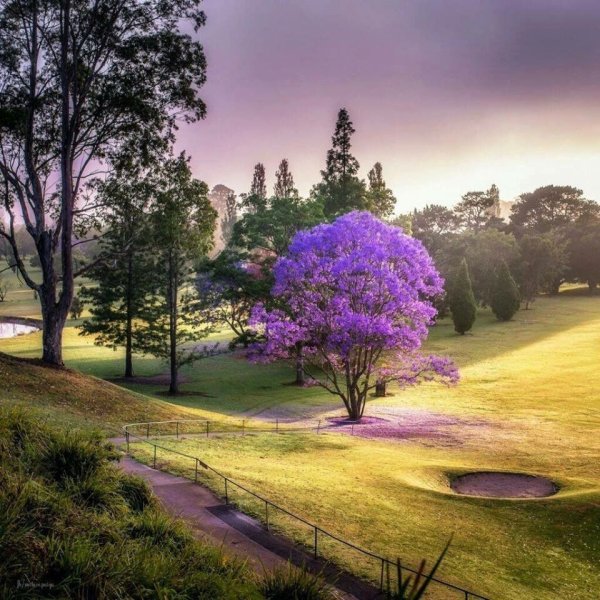 Сиреневая природа