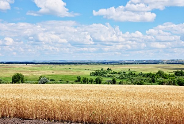 Ковыль Донской край