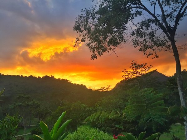 Джунгли солнце