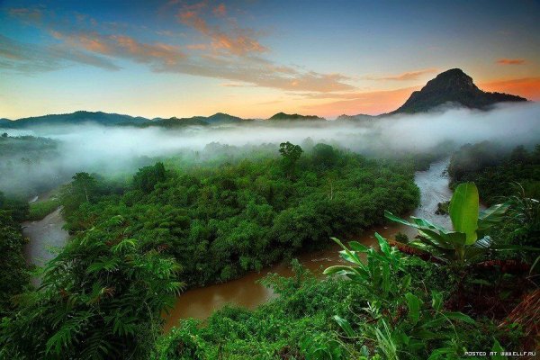 Тропикал Рейнфорест