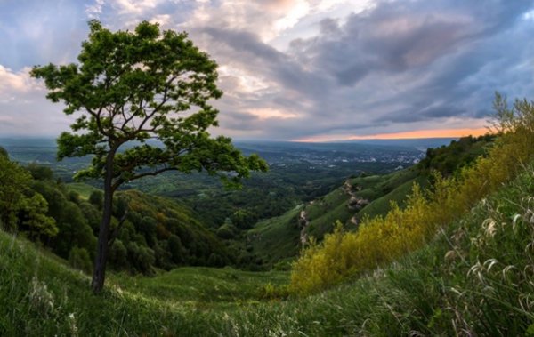 Кисловодск леса