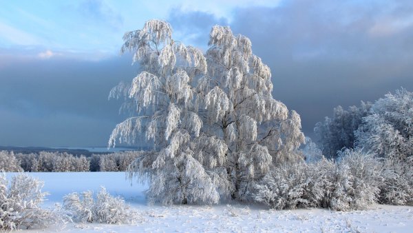 Красота зимы