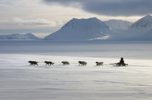 : Кольский п-ов, Ямал, Таймыр, Чукотка, Камчатка