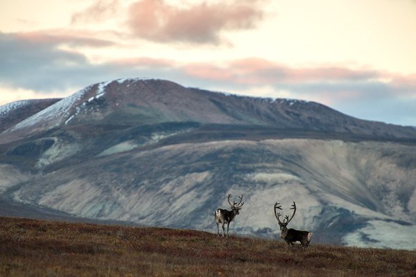 Чукотка Камчатка природа