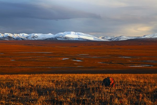 Певек тундра