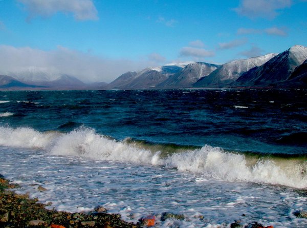 Чукотка остров Врангеля