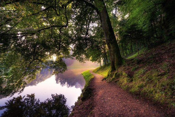 Красивые леса