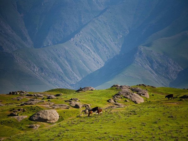 Узбекистан Ташкент природа