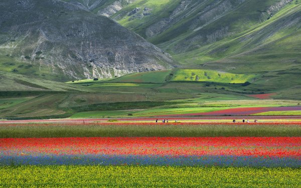 Цветущие поля в Италии