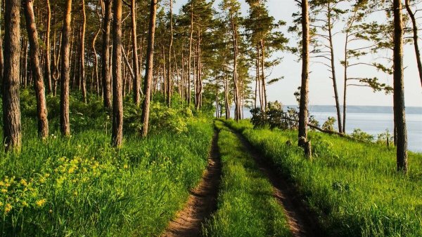 Лес Тольятти