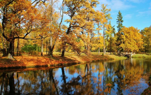 Царское село лес