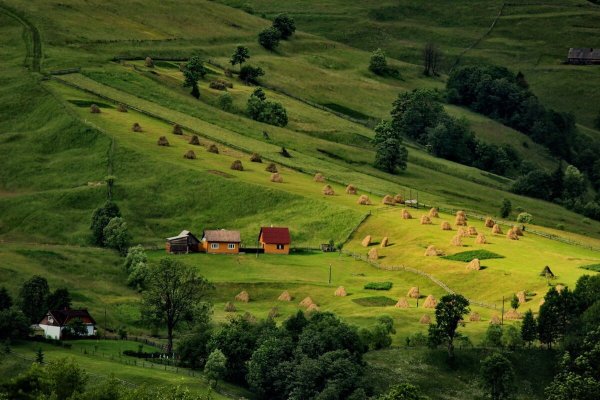 Карпаты поля