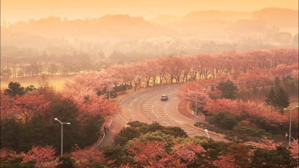 Сеул дворец кёнбоккун Сакура цветет