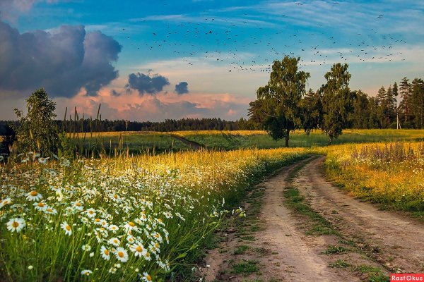 Летний полдень в поле
