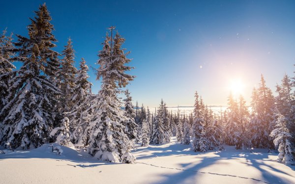 Зимняя природа