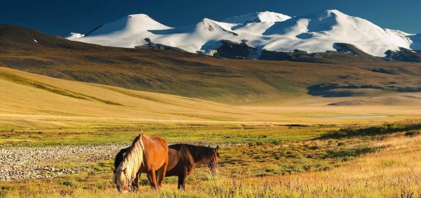 Минисон Монголия