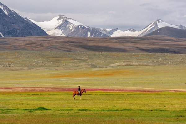 Монголия цветение степи
