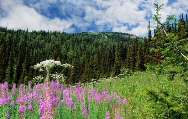 Пейзажи природы Кузбасса Кемеровской области