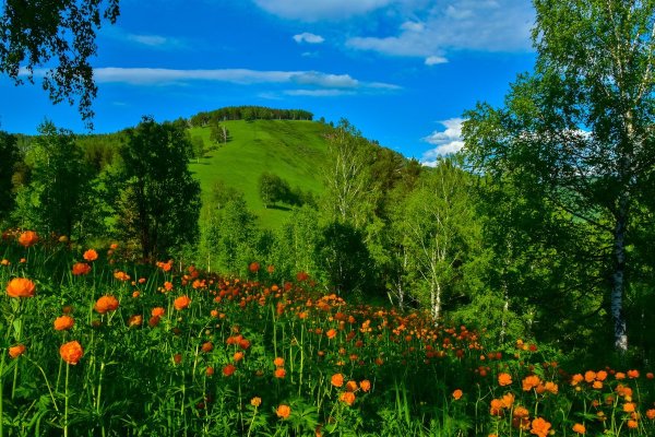 Цветы огоньки в лесах Кузбасса