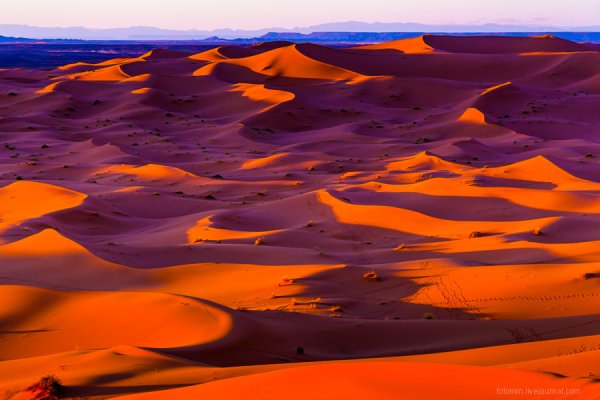 Марокко равнины Флора