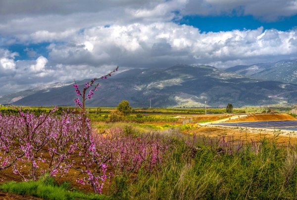 Голаны Израиль весенние Луга