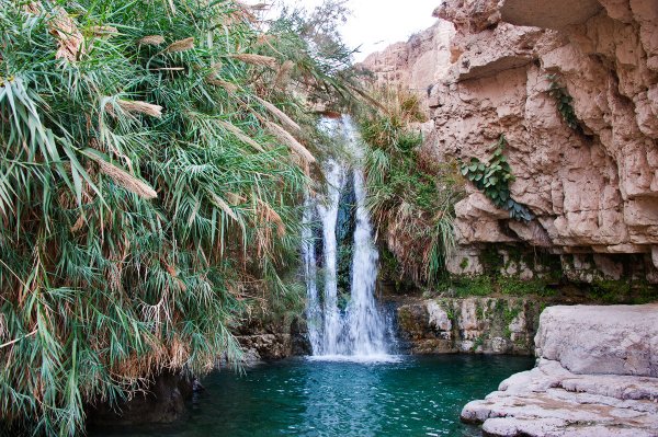 Эйн-Геди Израиль заповедник