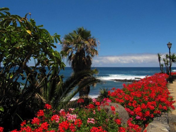 Тенерифе Канарские острова