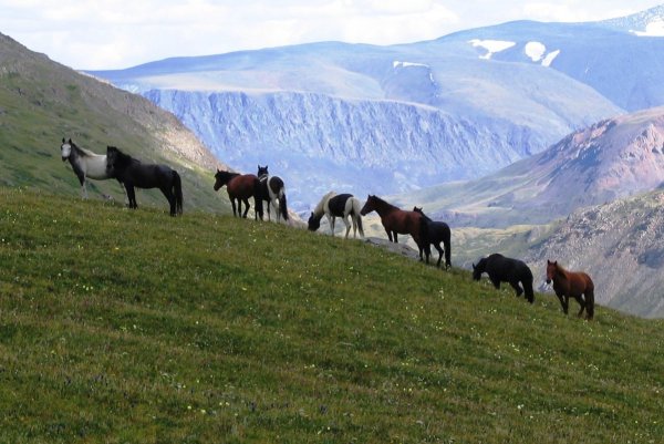 Монгун Тайга 2009