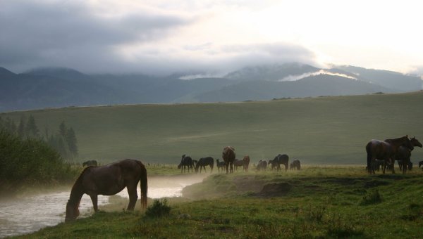 Лошади Республики Тувы