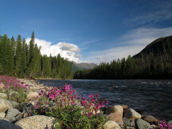 Цветы Хамар Дабан