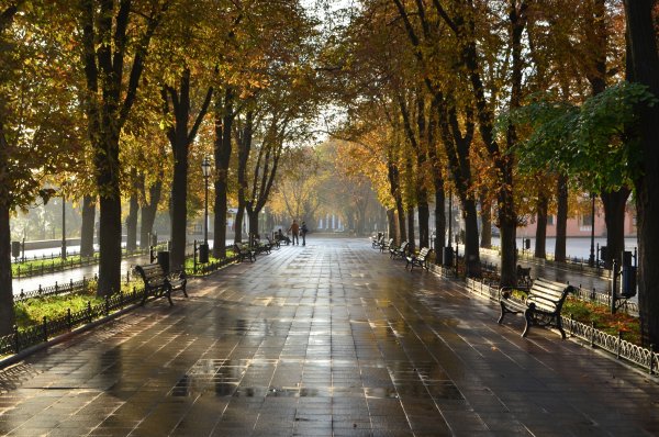 Одесса аллея платанов