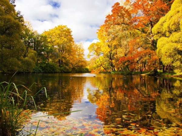 Природа осень