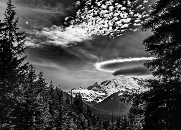 Черно белая природа