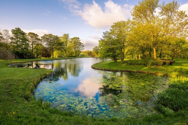 Водоем в лесу