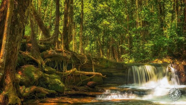 Тропические леса амазонки