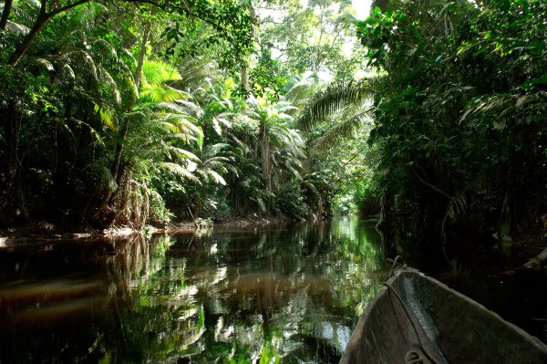 Сельва Амазонии