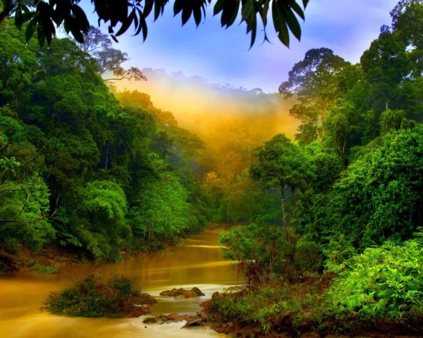 Джунгли Борнео