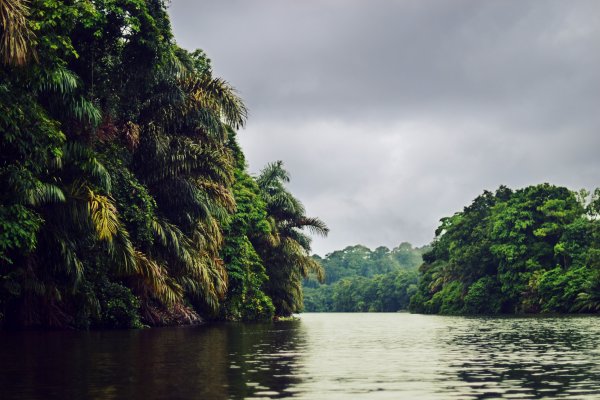 Пальмы на реке амазонки