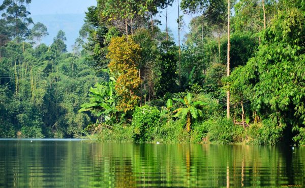 Тропические леса амазонки джунгли