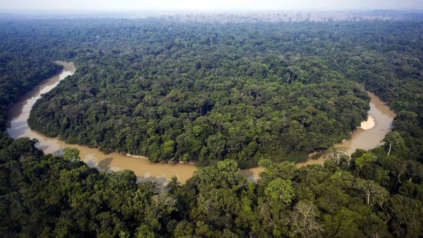 Лес Амазония в Бразилии