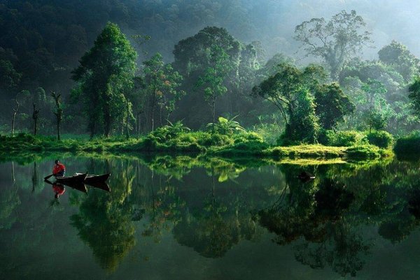 Леса явы остров Ява