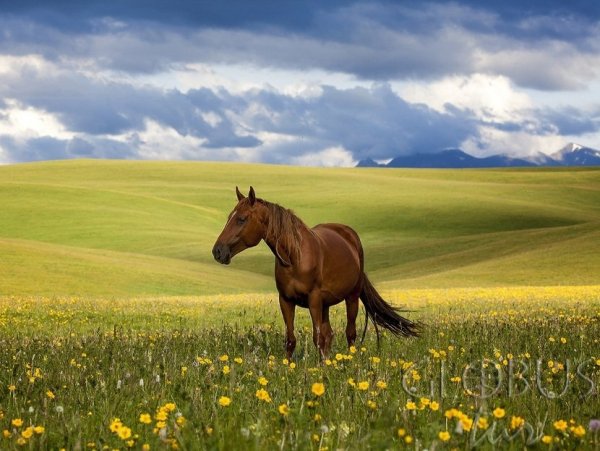 Казахстан природа степи